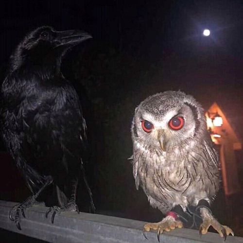 to the moon w/ nulldua (prod. budokai)