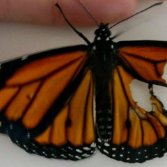 Wings Clipped (Monarch Diss)