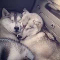 for emma, forever ago (bon iver) cover