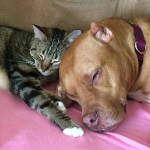 Meet Meaty, The Dog Who Can’t Stop Smiling After Being Rescued From A Shelter Pi