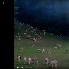 Aulus Bells Sheeps