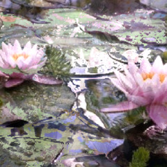 lotus // @world