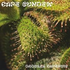 Cape Sundew - Drosera Capensis EP - Preview
