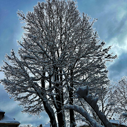 Song For the Tree