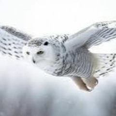 Snowy Owl On The Prowl