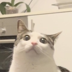 INNOCENT CAT MUSIC