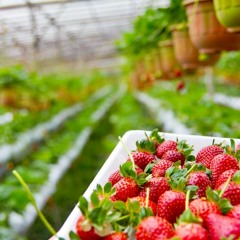 Tiptree 2023 strawberry harvest at Wilkin and Sons