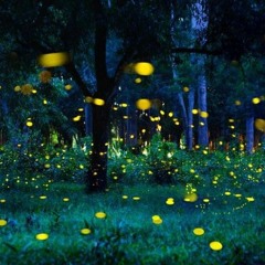 Fire flies