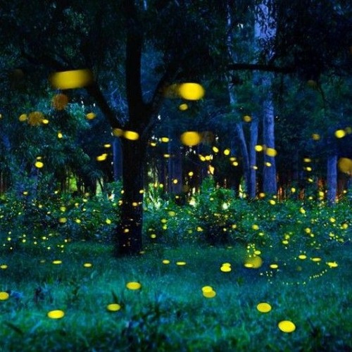 Fire flies