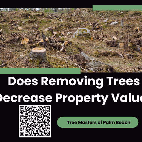 Does Removing Trees Decrease Property Value?