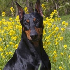 Vick