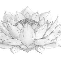 Flores de loto #14