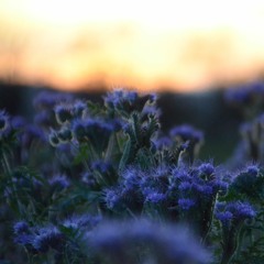 01 REC - 2022 - 04 - 30 Tanz_In_Den_Mai_LEIDER_Ohne_Mich_ d(-.-)b