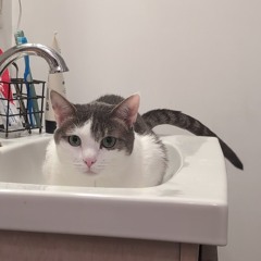 silly songs with larry