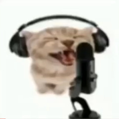 meme cat rap