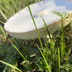 DeapSunday Project 01.mp3