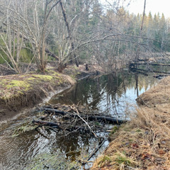 Soundscape;  Beaver flooded woodland at Nedre Kärret