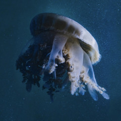 Alinea