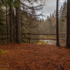 The Mystery Of The Autumn Forest