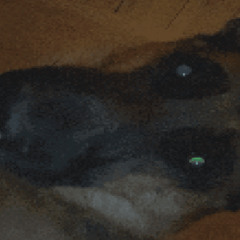 song named after my dog