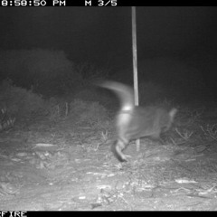 Nachts sind alle Katzen grau (24.07.2021/Peyote)