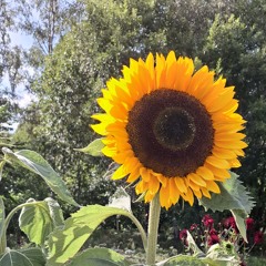 HELIANTHUS