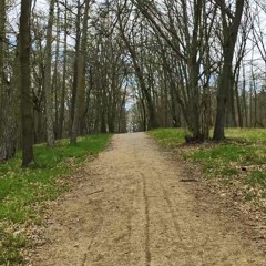 Walk in the forest with me