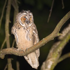 Long-Eared Owl Juveniles