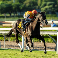 My Race Call Of The 2025 Lure Stakes During Autumn Meet At Santa Anita Racetrack