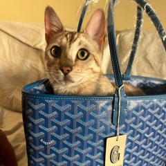 yuke - goyard bag prada shoes (i need u)
