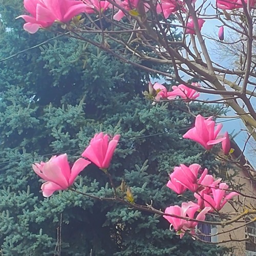 Wave_z_Z