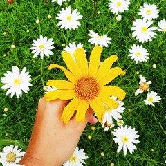 Tears in Heaven cover