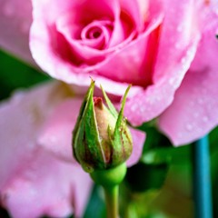 Sundaypark/Yen Town Band/cover lisn