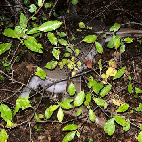 mutilated child face