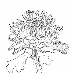 Chrysanthemum