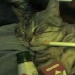 bongocat