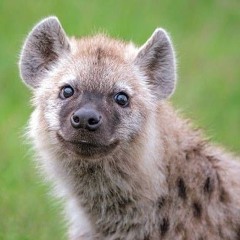hyenas party