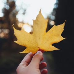 Autumn Clarity Vitality Vivid Colours Meditation
