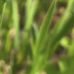 Love Nasheed - Kostyapetrova Nasheed.mp3