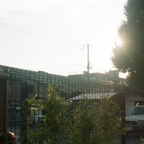 evergreens