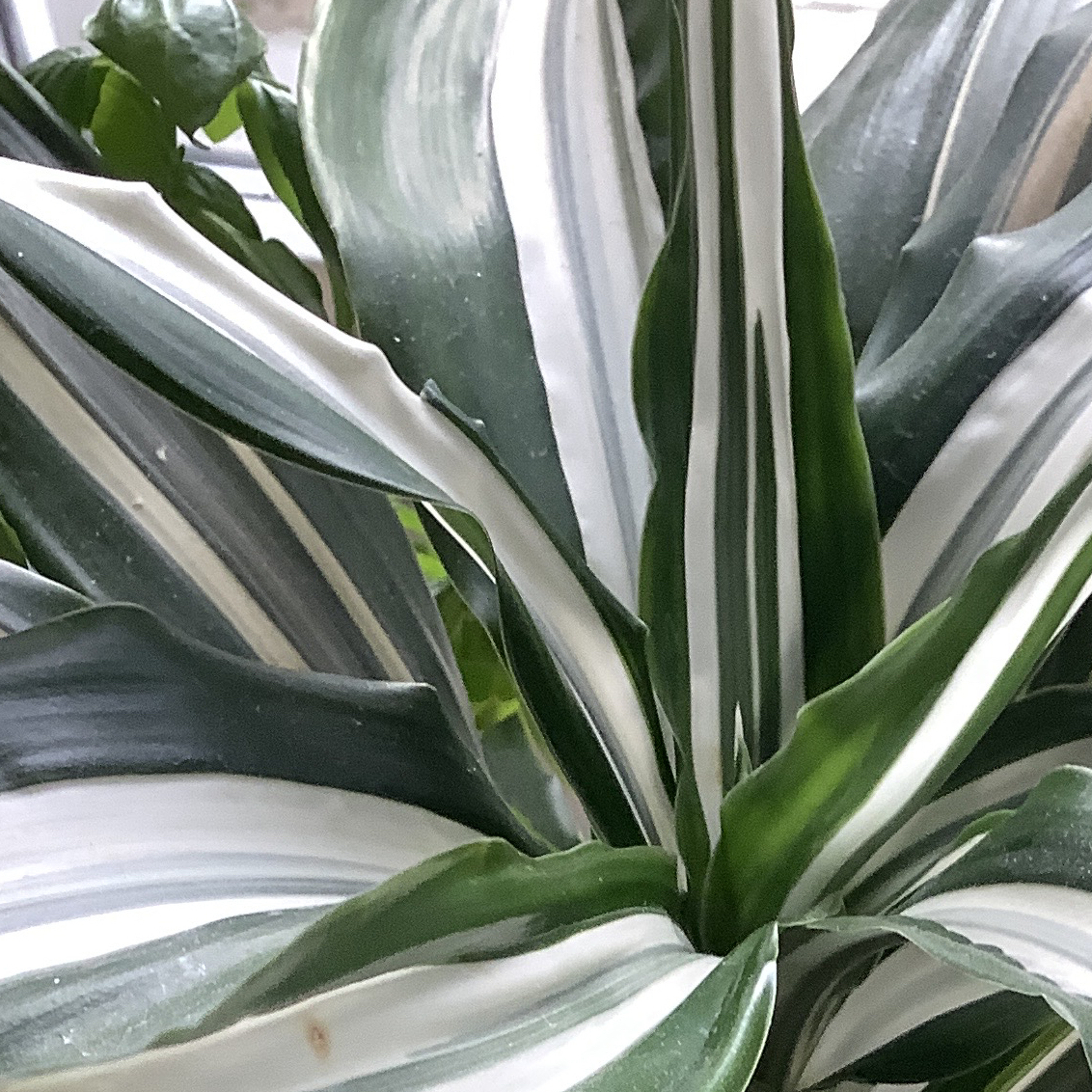 Brylie Christopher Oxley music