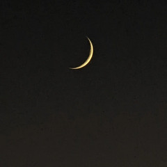 Pal Moon