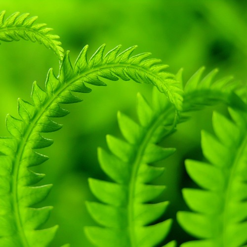 Radio Interview: Treating Phobias using NLP Jan 2015