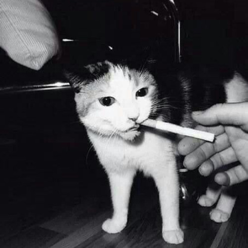 rox - mb like