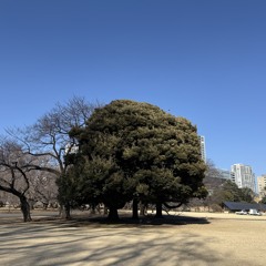 나의 숲으로 ,