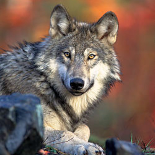 The Wolf (Original mix)