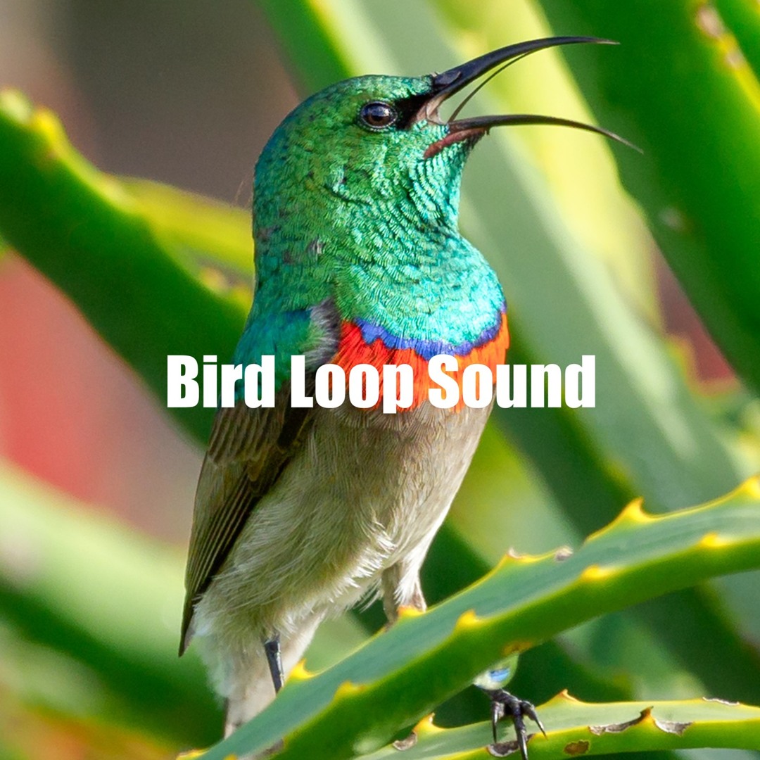 Stream Nature And Bird Sounds | Listen to Bird Loop Sound playlist ...