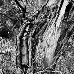 Bog Queen by Seamus Heaney