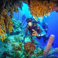 Best Catalina Island Dominican Republic Snorkeling Prices Reviews