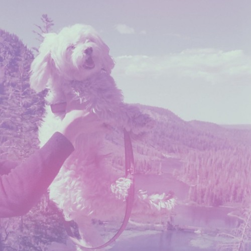 How Much Water Does A Dog Lap